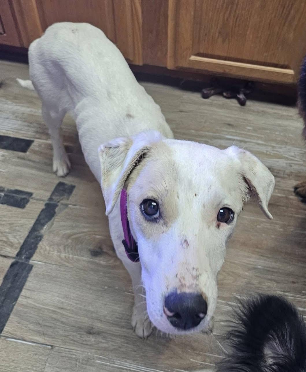 Maze Lynn, an adoptable American Bulldog, Yellow Labrador Retriever in Pocatello, ID, 83202 | Photo Image 6