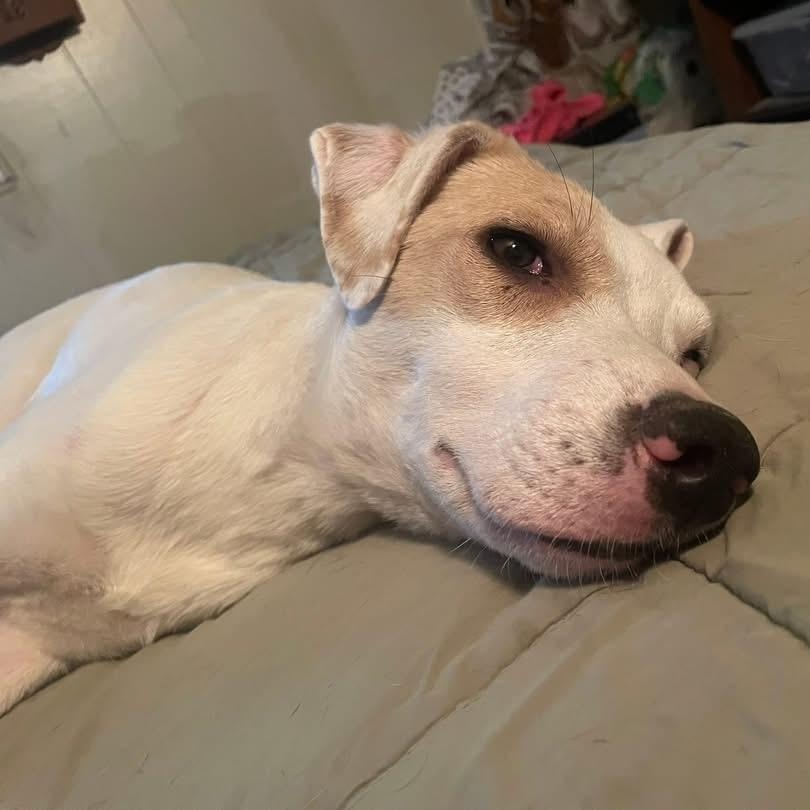 Maze Lynn, an adoptable American Bulldog, Yellow Labrador Retriever in Pocatello, ID, 83202 | Photo Image 2