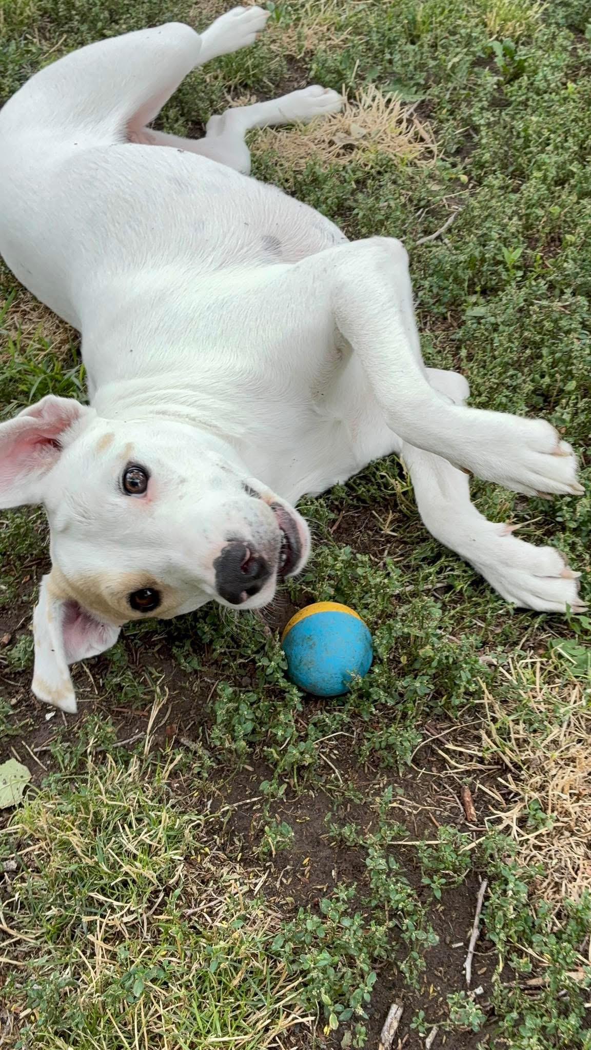Enlarge Maze Lynn, a Adopted mixed breed in Pocatello, ID image 6/6