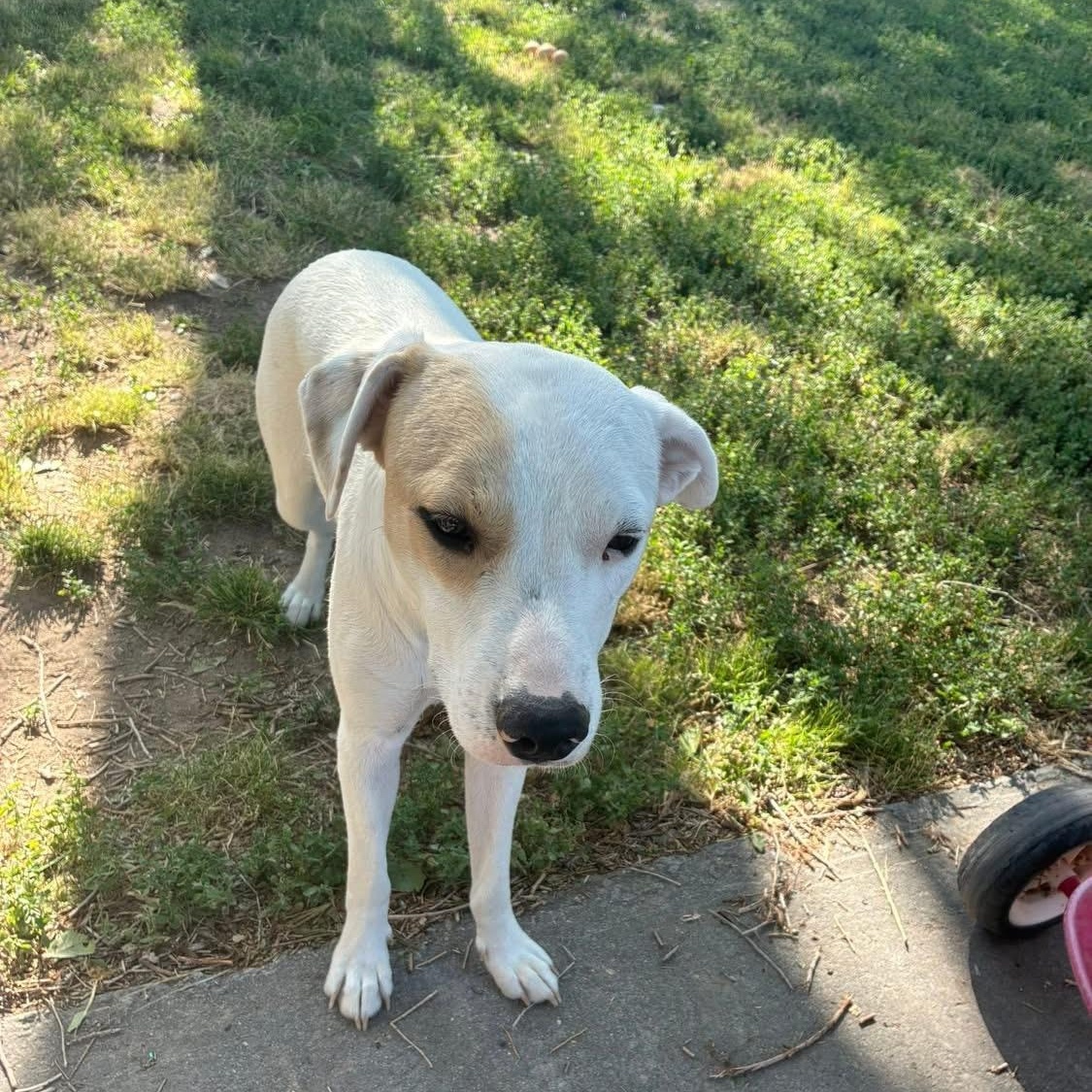 Maze Lynn, an adoptable American Bulldog, Yellow Labrador Retriever in Pocatello, ID, 83202 | Photo Image 4