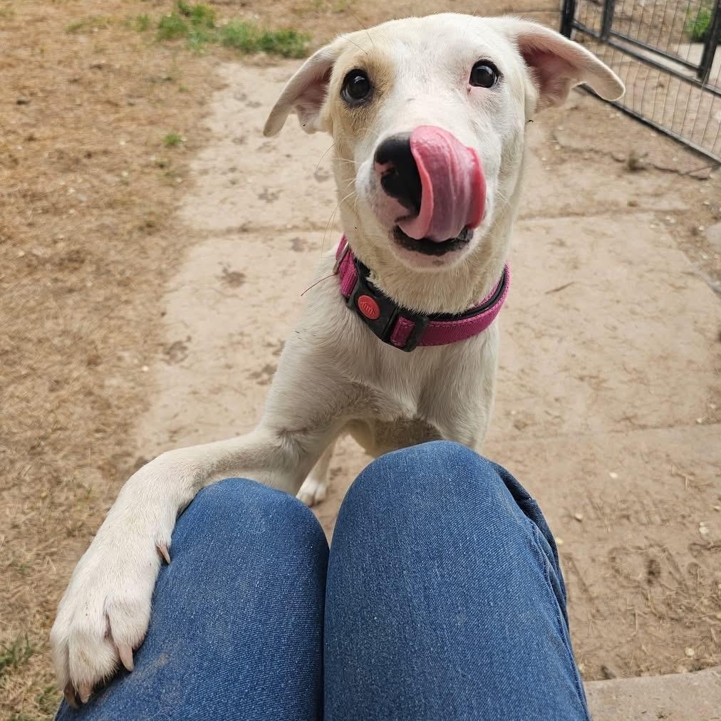 Maze Lynn, an adoptable American Bulldog, Yellow Labrador Retriever in Pocatello, ID, 83202 | Photo Image 1