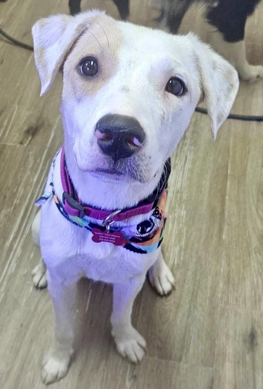 Maze Lynn, an adoptable American Bulldog in Pocatello, ID, 83202 | Photo Image 4