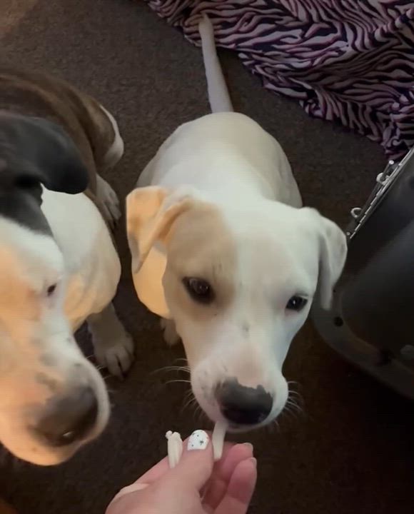 Enlarge Maze Lynn, a Adopted mixed breed in Pocatello, ID video 4/6