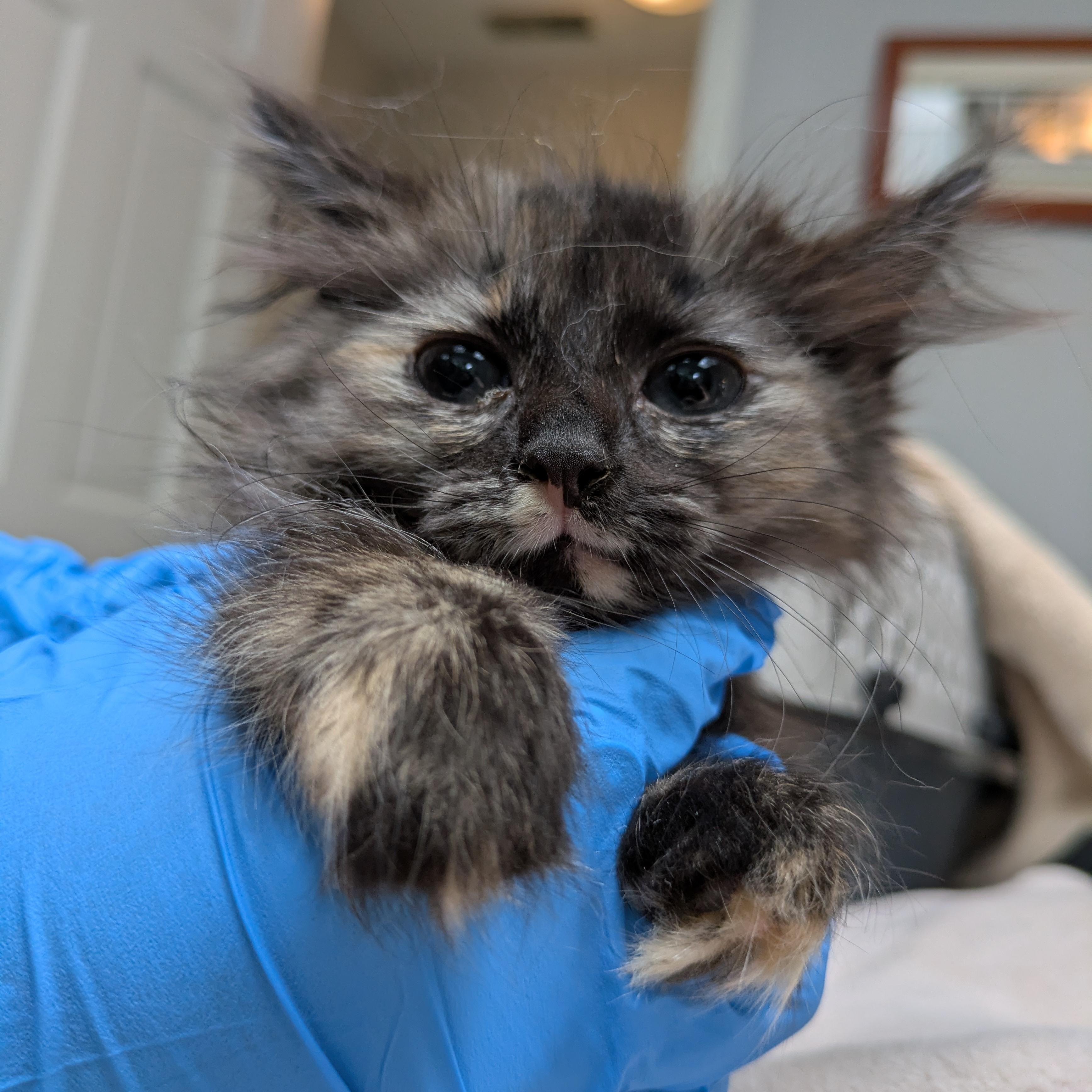 Enlarge Stevie Nicks, an adoptable Domestic Long Hair in Haddon Heights, NJ image 2/2