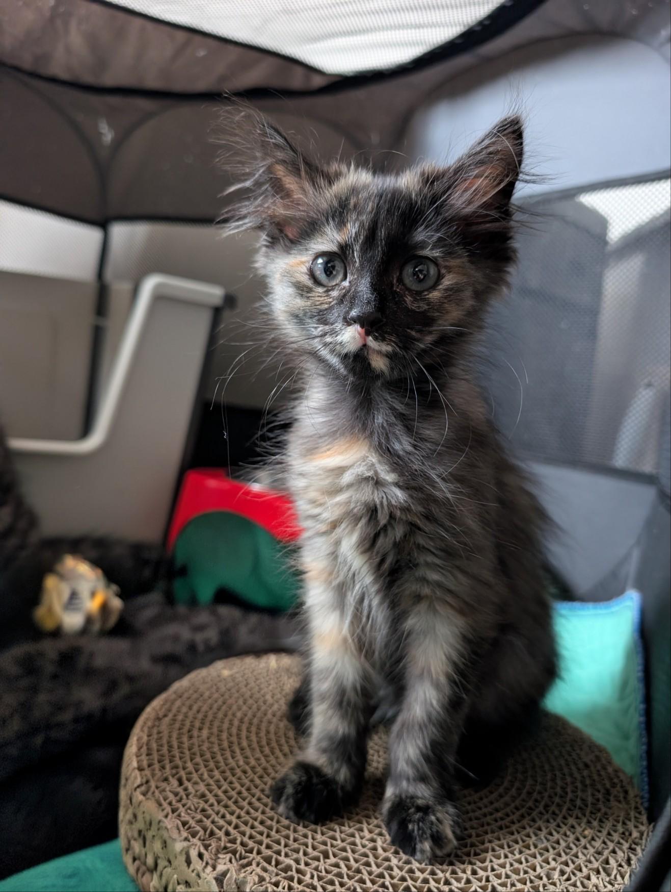 Enlarge Stevie Nicks, an adoptable Domestic Long Hair in Haddon Heights, NJ image 1/2