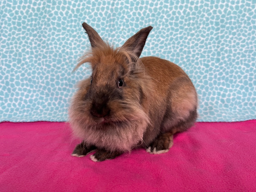 Enlarge Rowlf, an adoptable Lionhead in Appleton, WI image 1/3