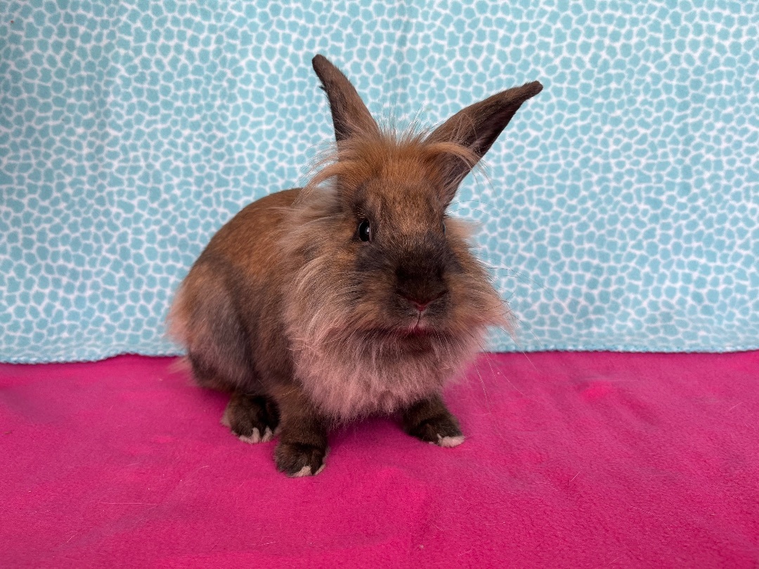 Enlarge Rowlf, an adoptable Lionhead in Appleton, WI image 2/3
