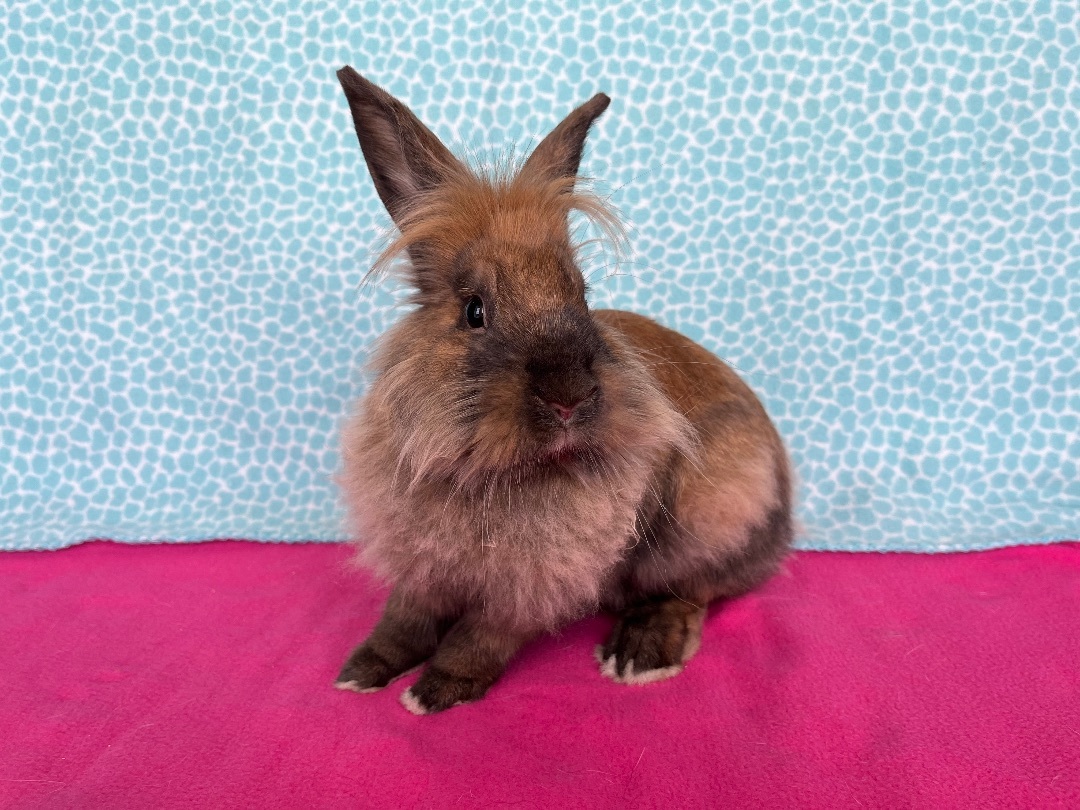 Enlarge Rowlf, an adoptable Lionhead in Appleton, WI image 3/3