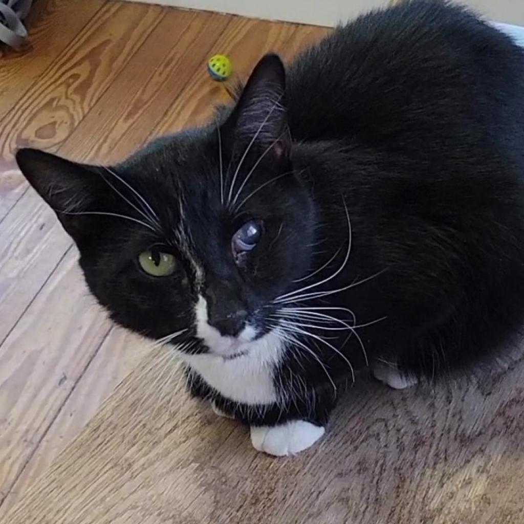 Elvis, Adoptable, Adult Male Domestic Short Hair.