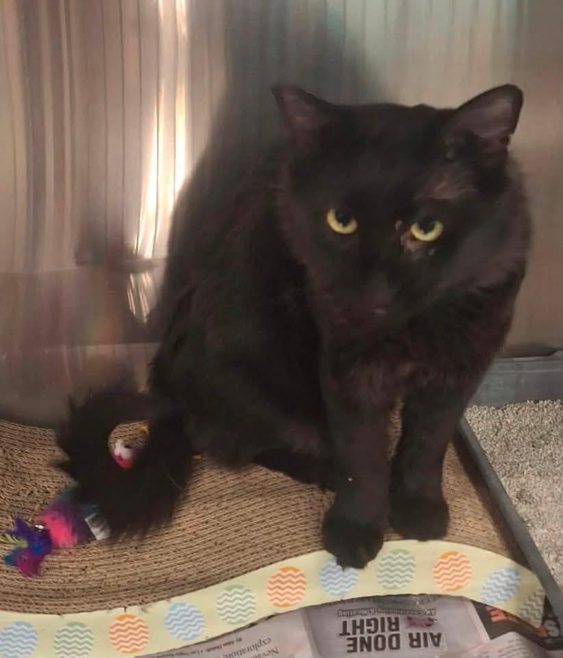 Lucious, ADOPTABLE, Adult Male Domestic Short Hair.