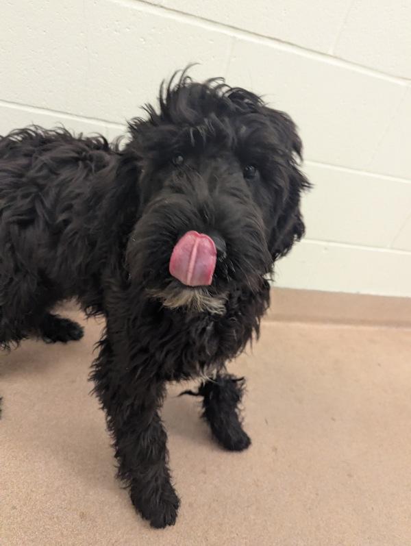 Enlarge Coco Puffs, a Adoptable mixed breed in Santa Rosa, CA image 1/1