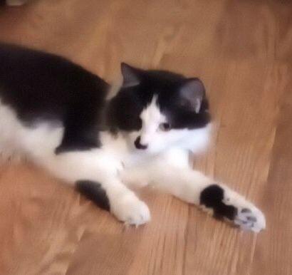 Piper, Adoptable, Young Female Domestic Short Hair.