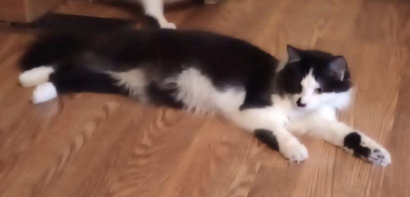 Enlarge Piper, a Adoptable Domestic Short Hair in Adrian, MI image 2/2