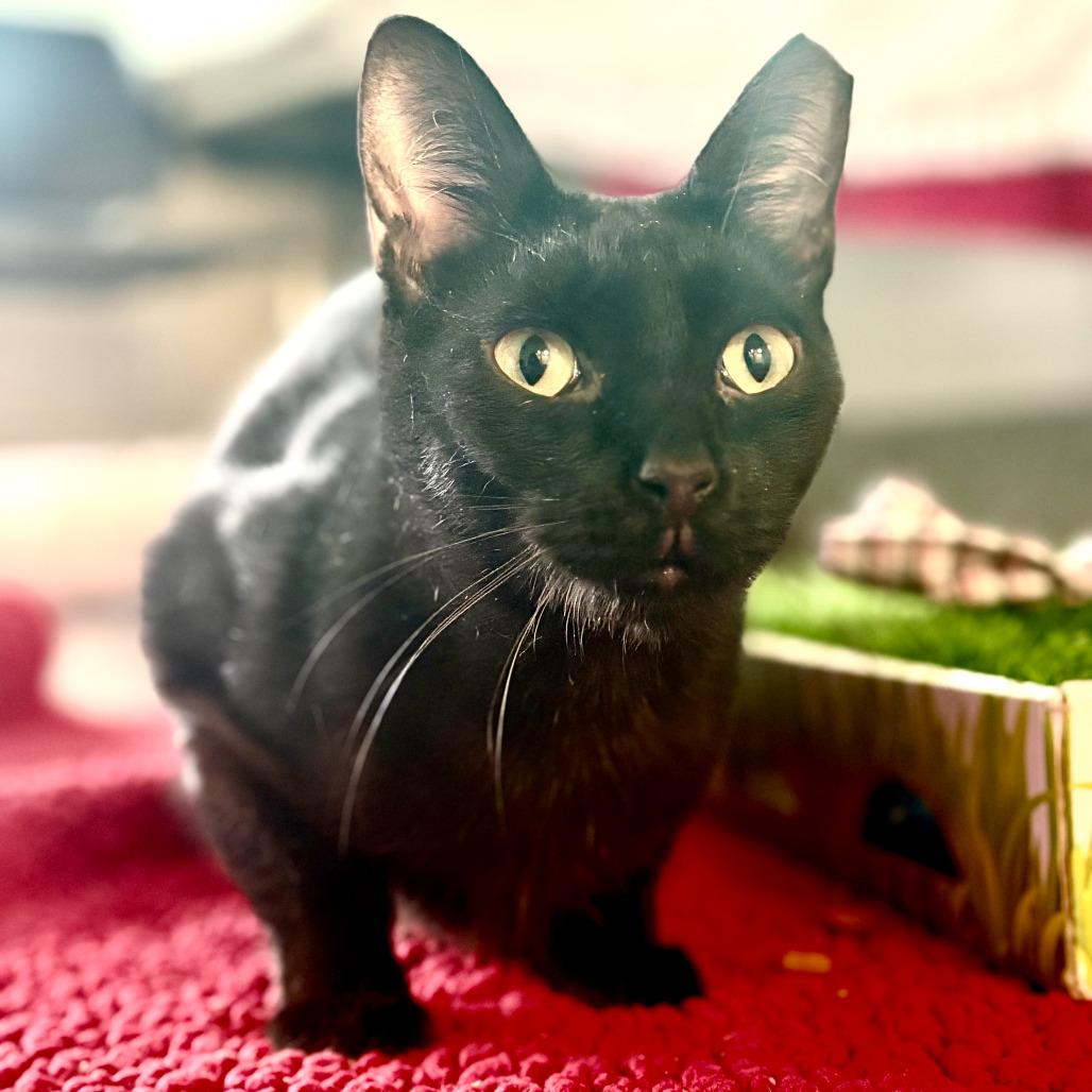 Enlarge Cole, a Adoptable Domestic Short Hair in Fairport, NY image 1/3