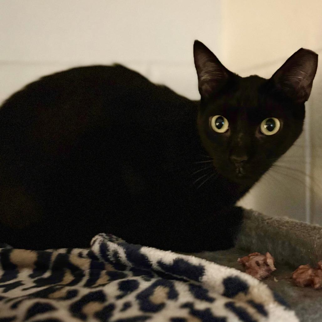 Enlarge Cole, a Adoptable Domestic Short Hair in Fairport, NY image 2/3