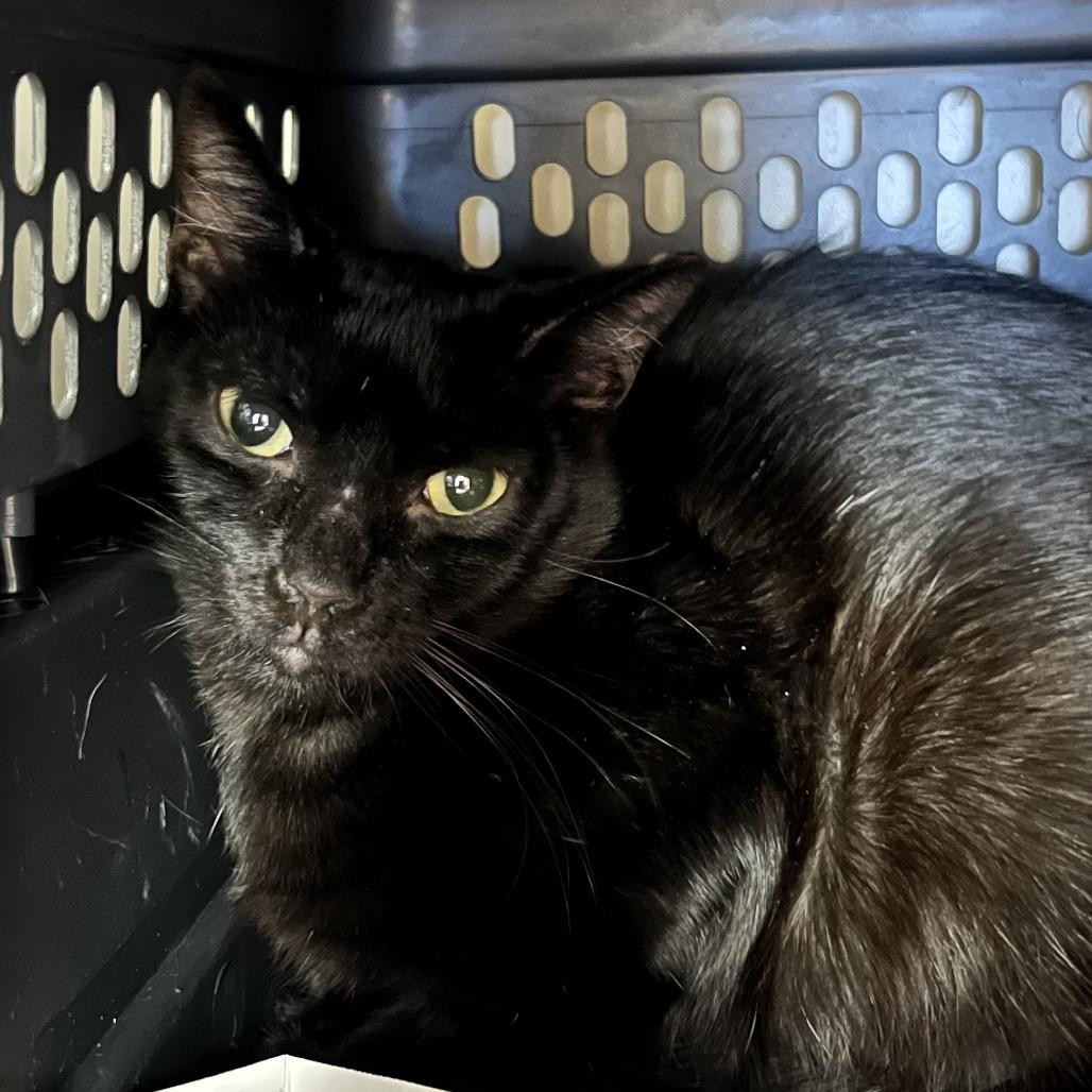 Enlarge Cole, a Adoptable Domestic Short Hair in Fairport, NY image 3/3