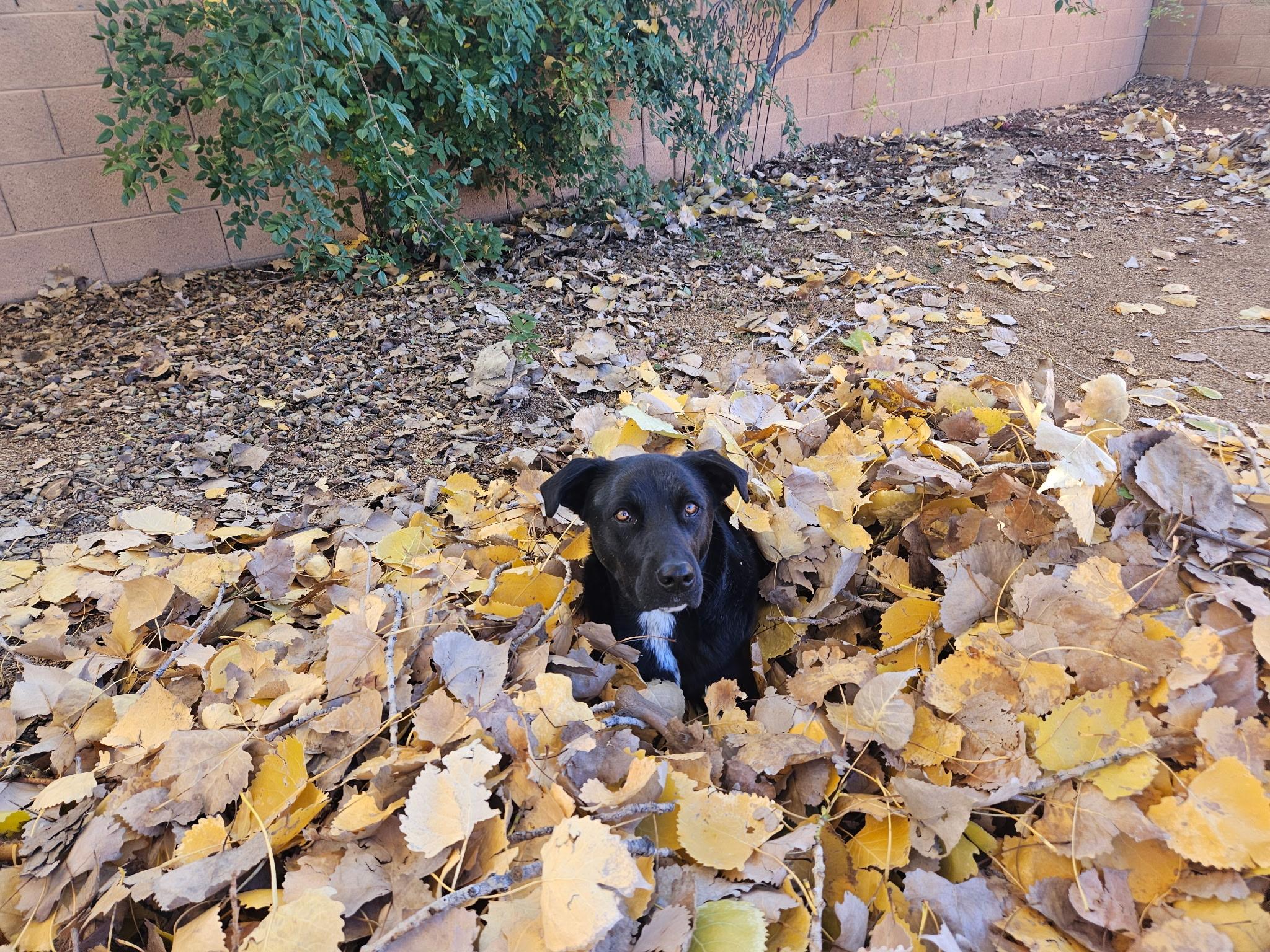 Ripley, a ADOPTABLE Black Labrador Retriever in Prescott, AZ image 3/3