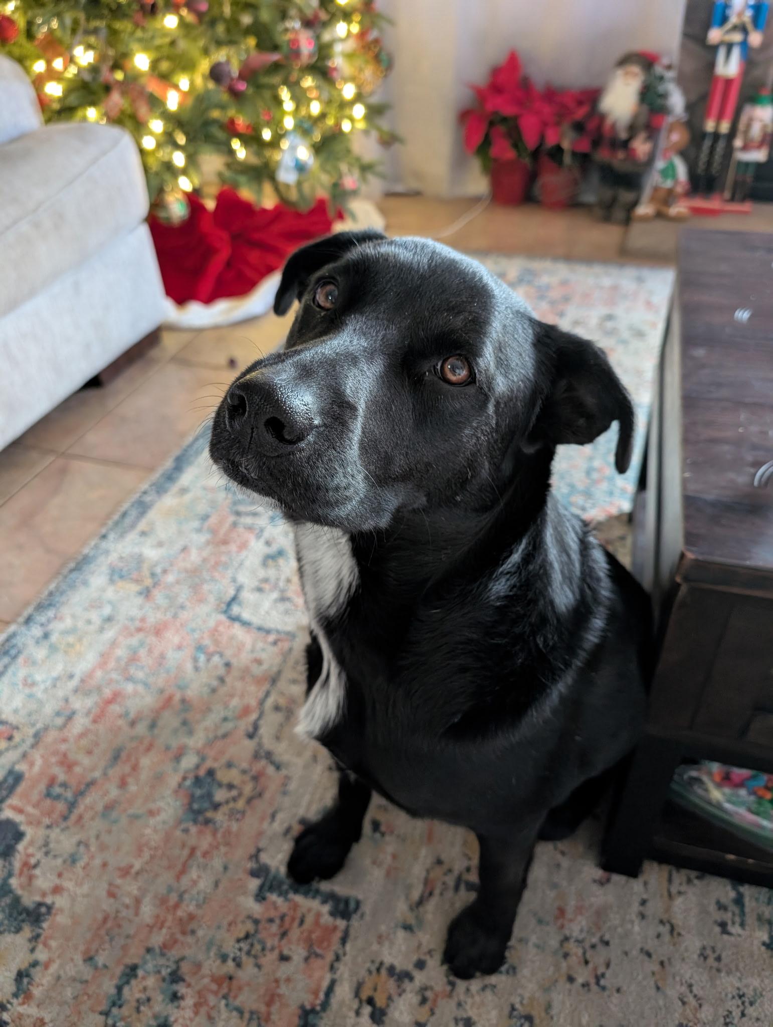Ripley, a ADOPTABLE Black Labrador Retriever in Prescott, AZ image 2/3