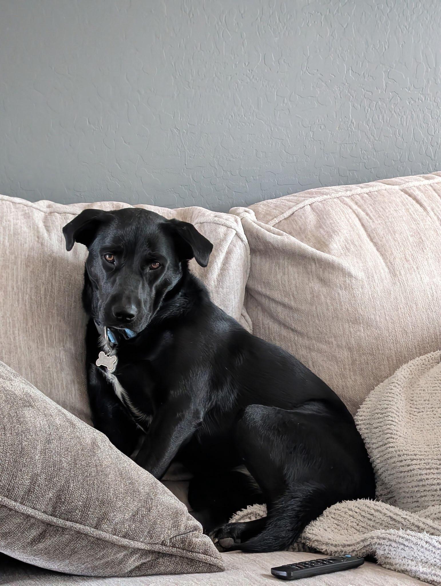 Ripley, ADOPTABLE, Young Female Black Labrador Retriever.