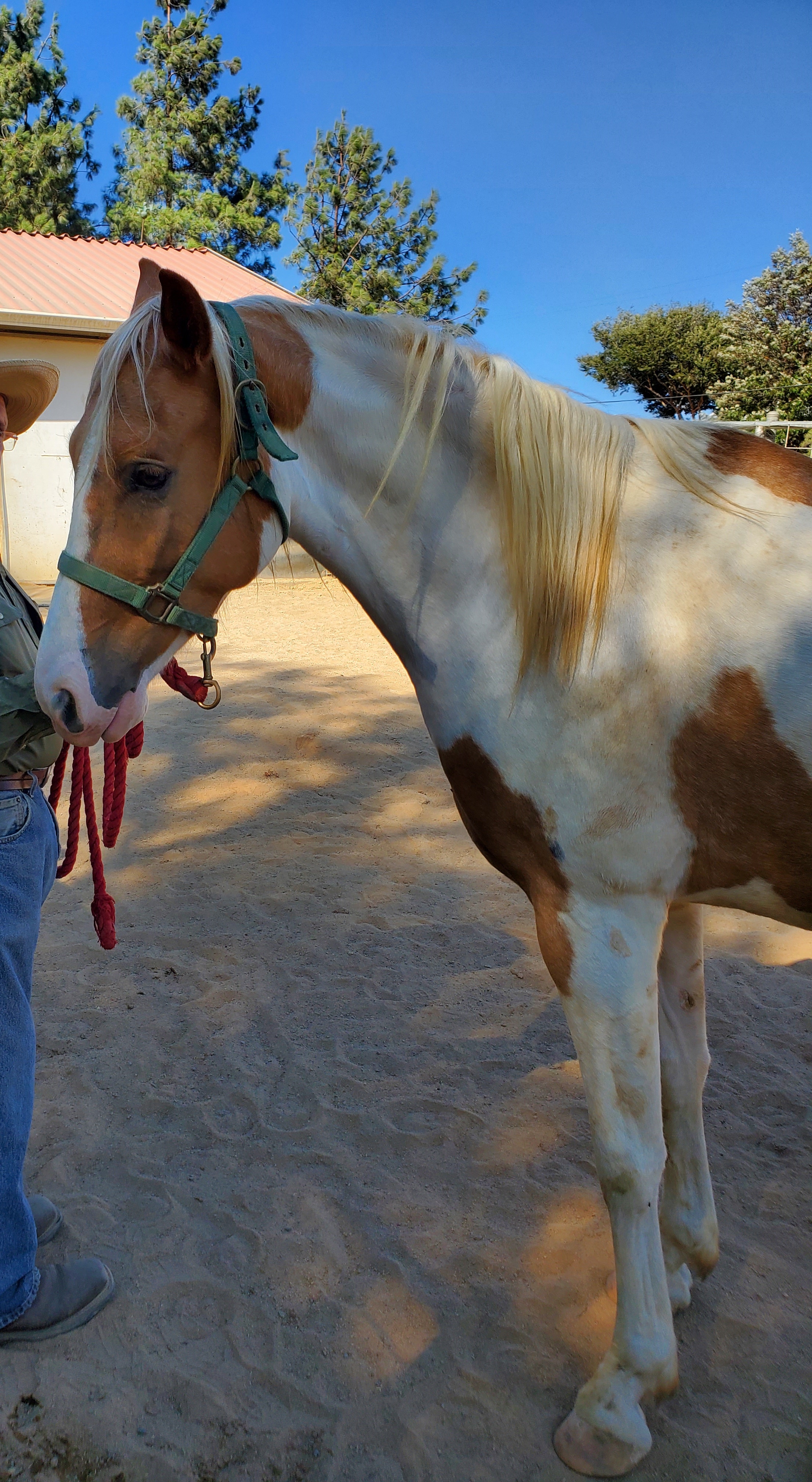 Bugs High Five, Adopted, Adult Male Tennessee Walker.