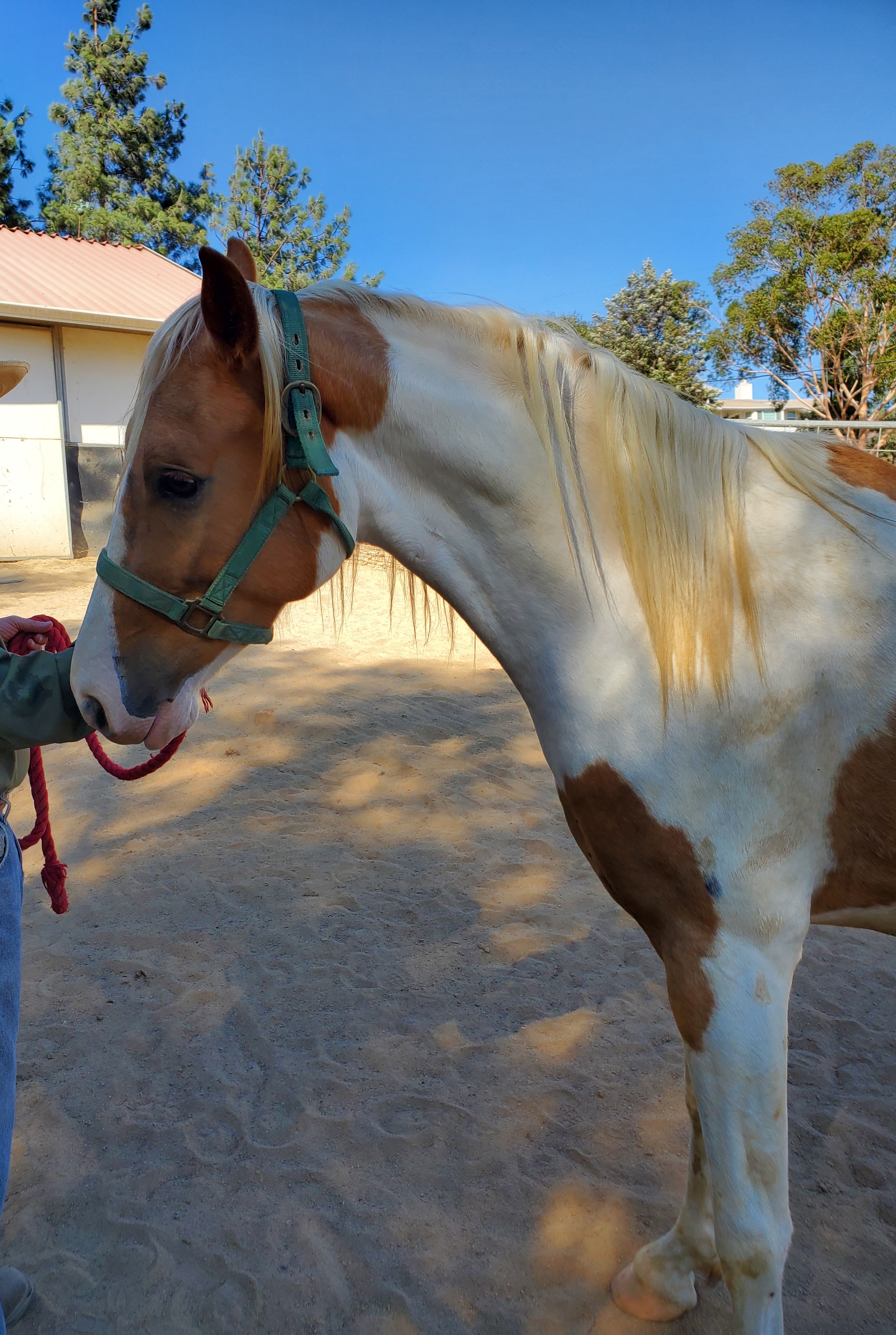 Enlarge Bugs High Five, a Adopted Tennessee Walker in Sylmar, CA image 2/6