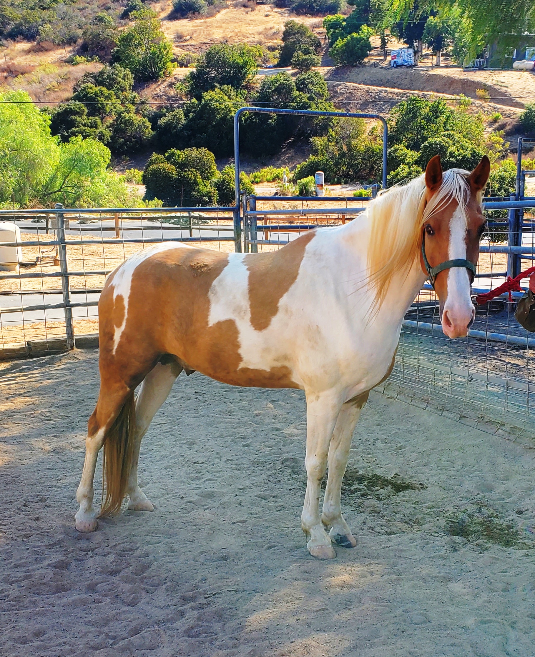 Enlarge Bugs High Five, a Adopted Tennessee Walker in Sylmar, CA image 3/6