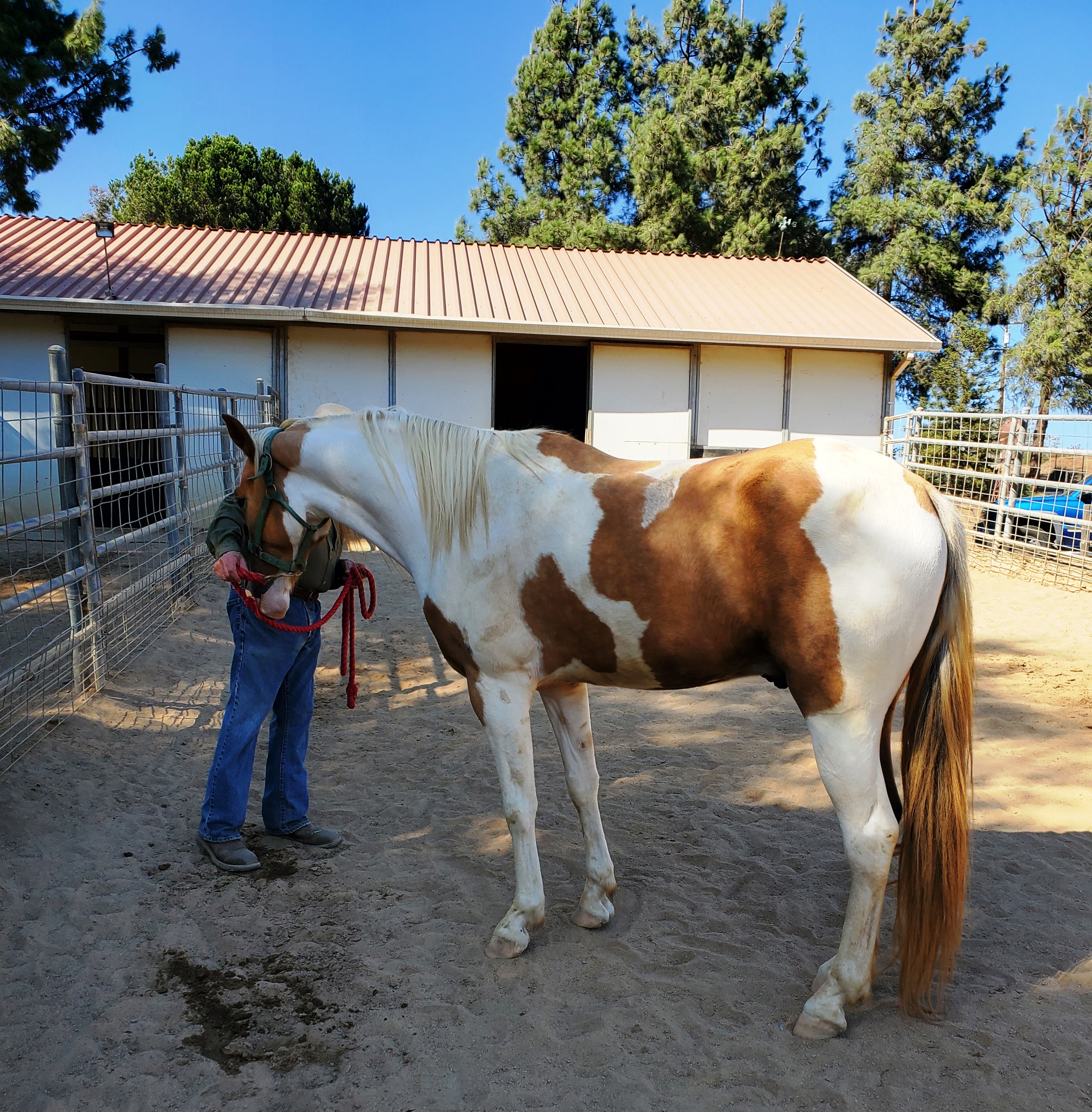 Enlarge Bugs High Five, a Adopted Tennessee Walker in Sylmar, CA image 4/6