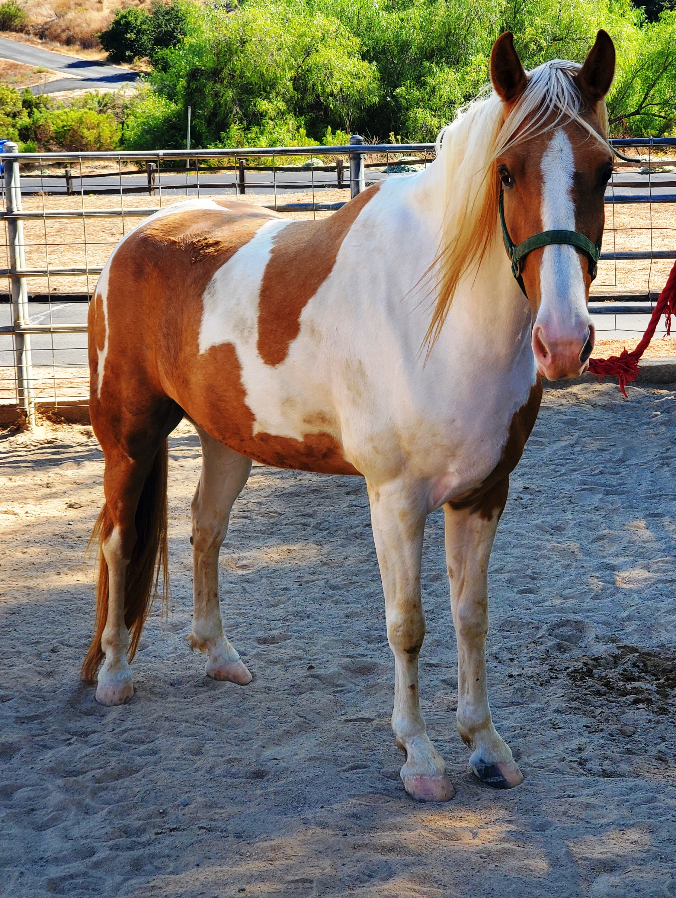 Enlarge Bugs High Five, a Adopted Tennessee Walker in Sylmar, CA image 5/6