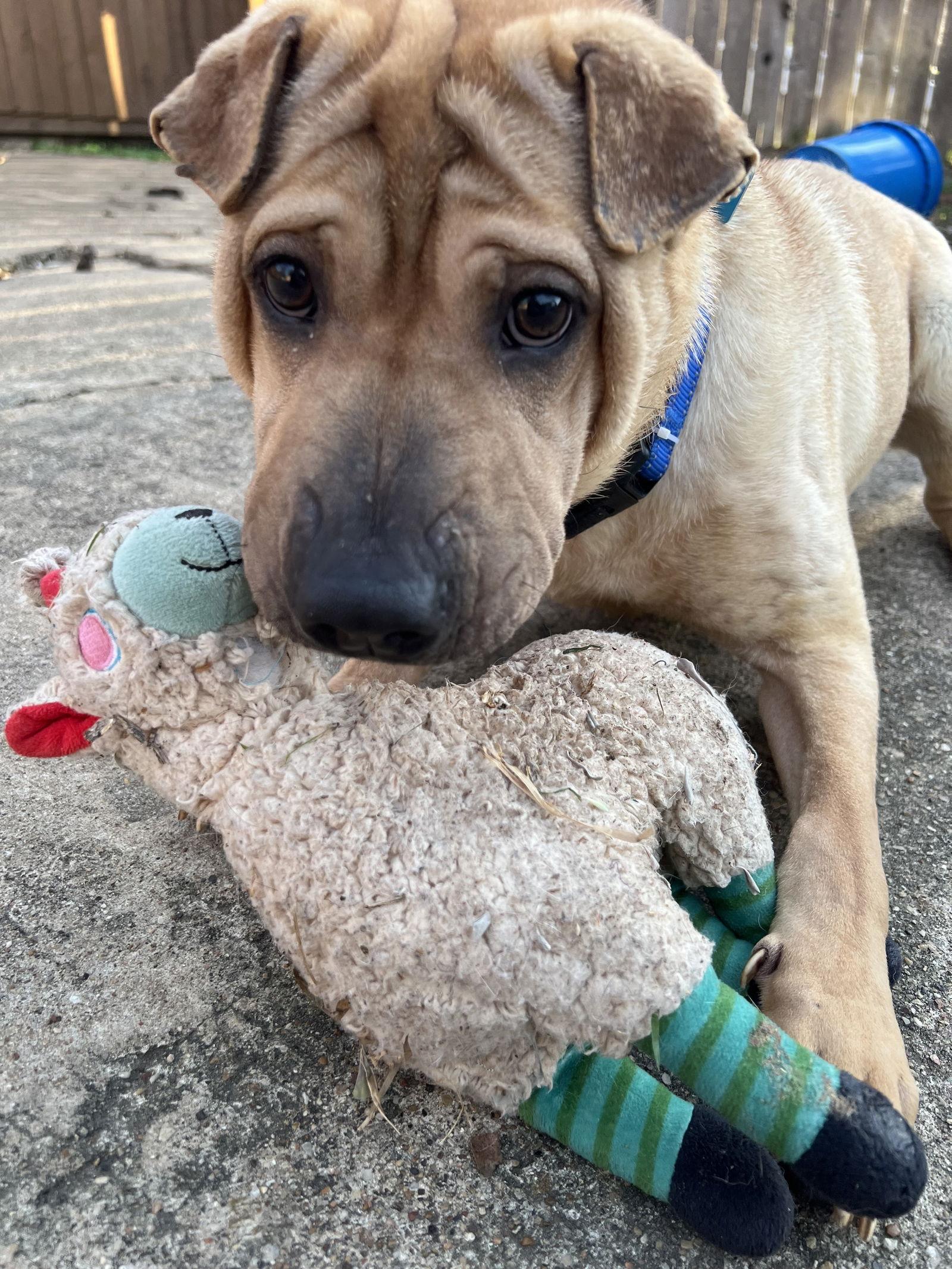 Timmy, Adoptable, Adult Male Shar-Pei.