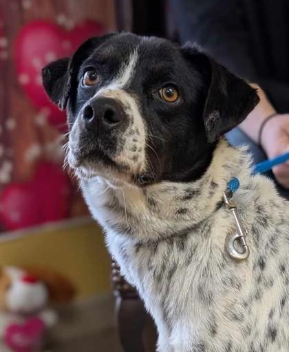 Cybele, Adoptable, Adult Female Pointer & Mixed Breed.
