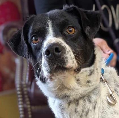 Enlarge Cybele, a Adoptable mixed breed in La Harpe, KS image 3/3