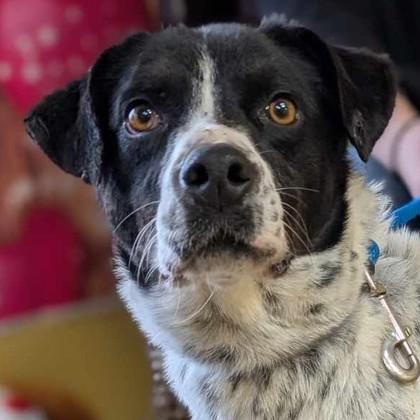 Enlarge Cybele, a Adoptable mixed breed in La Harpe, KS image 2/3