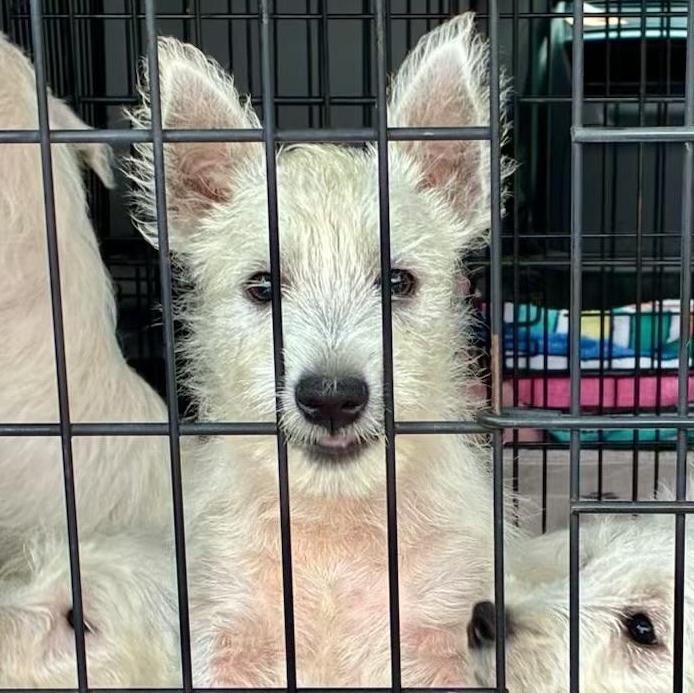 Enlarge Koda, an adopted West Highland White Terrier / Westie in North Freedom, WI image 2/2