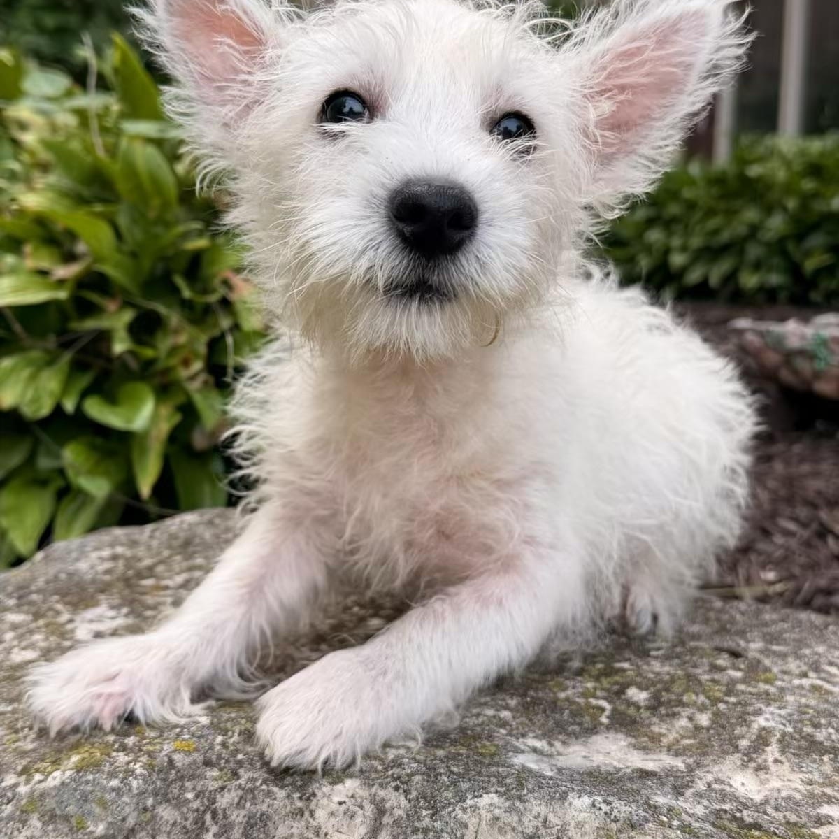 Enlarge Koda, an adopted West Highland White Terrier / Westie in North Freedom, WI image 1/2