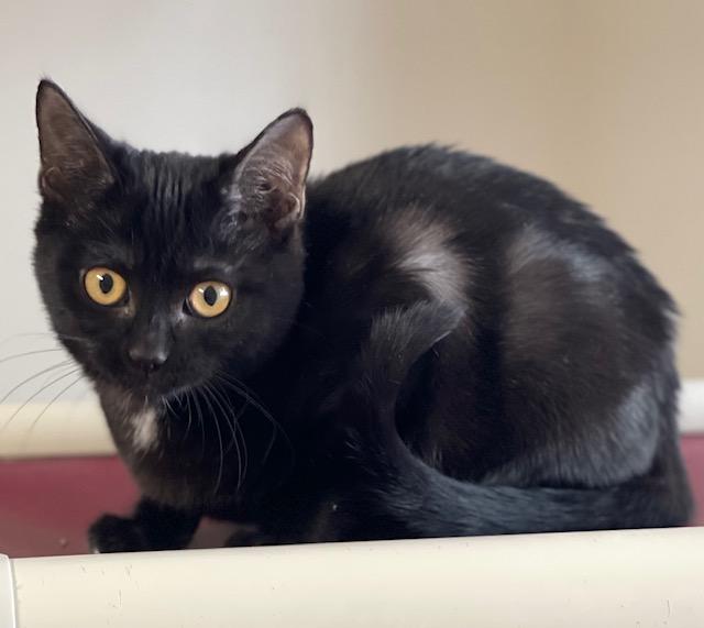 Black Bean, Adoptable, Kitten Female Domestic Short Hair.