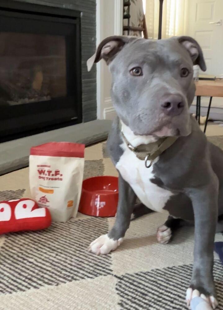 Norman, Adoptable, Adult Male Mixed Breed.