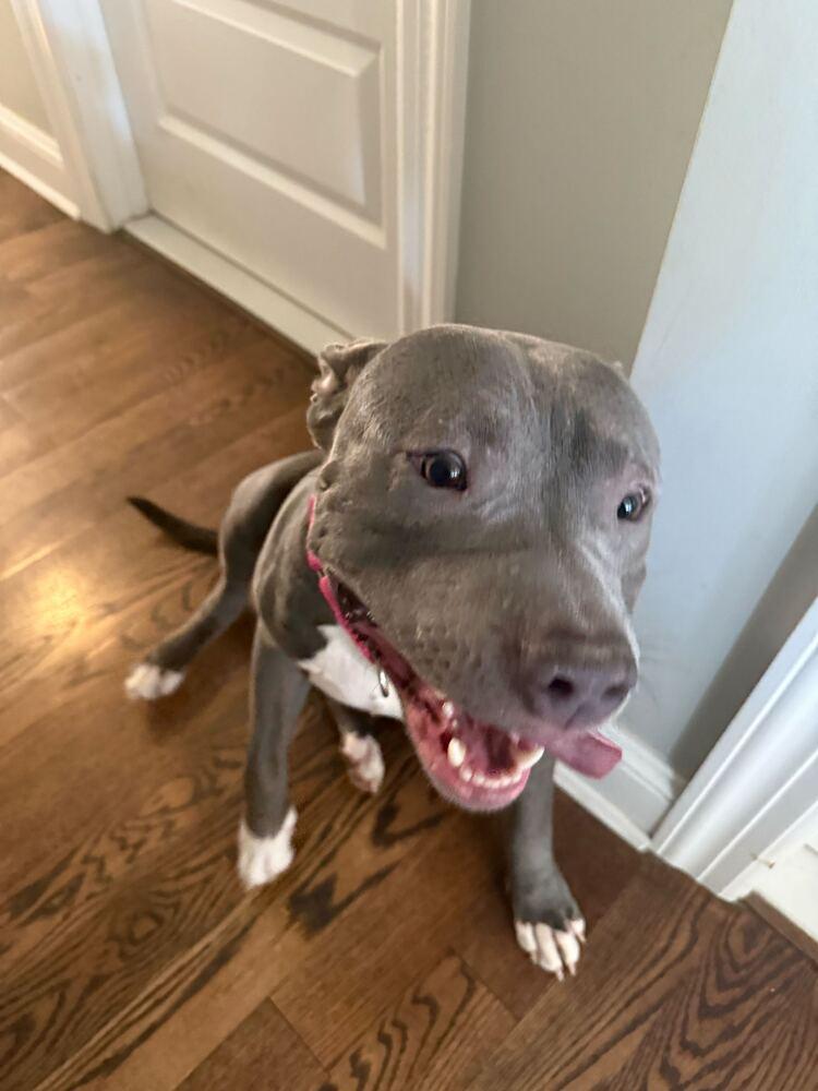 Norman, Adoptable, Adult Female Mixed Breed.