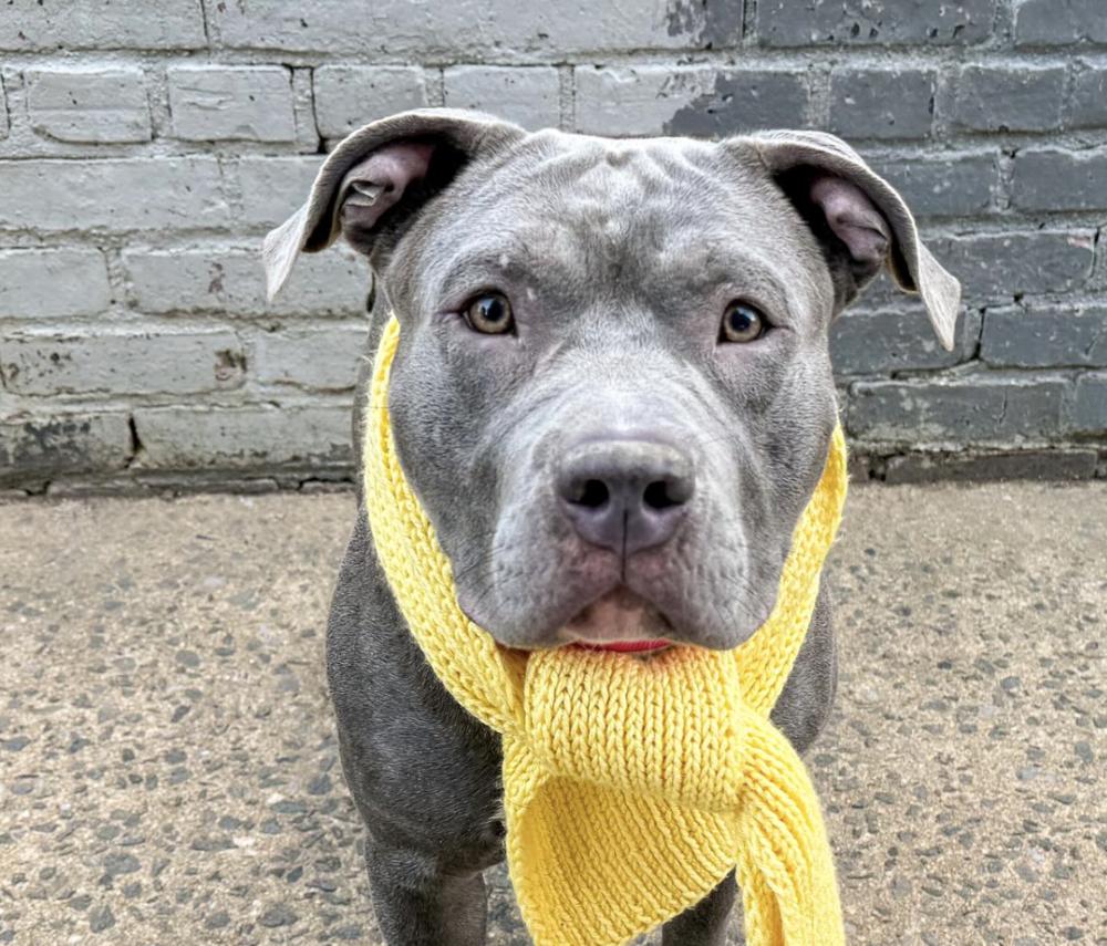 Enlarge Norman, a Adoptable mixed breed in New York, NY image 1/1