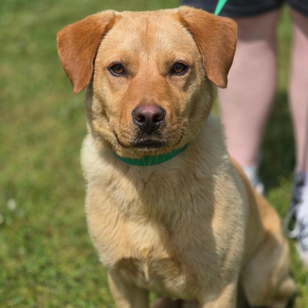 Enlarge Buddy, a Adoptable Mixed Breed in Corinth, MS image 1/1
