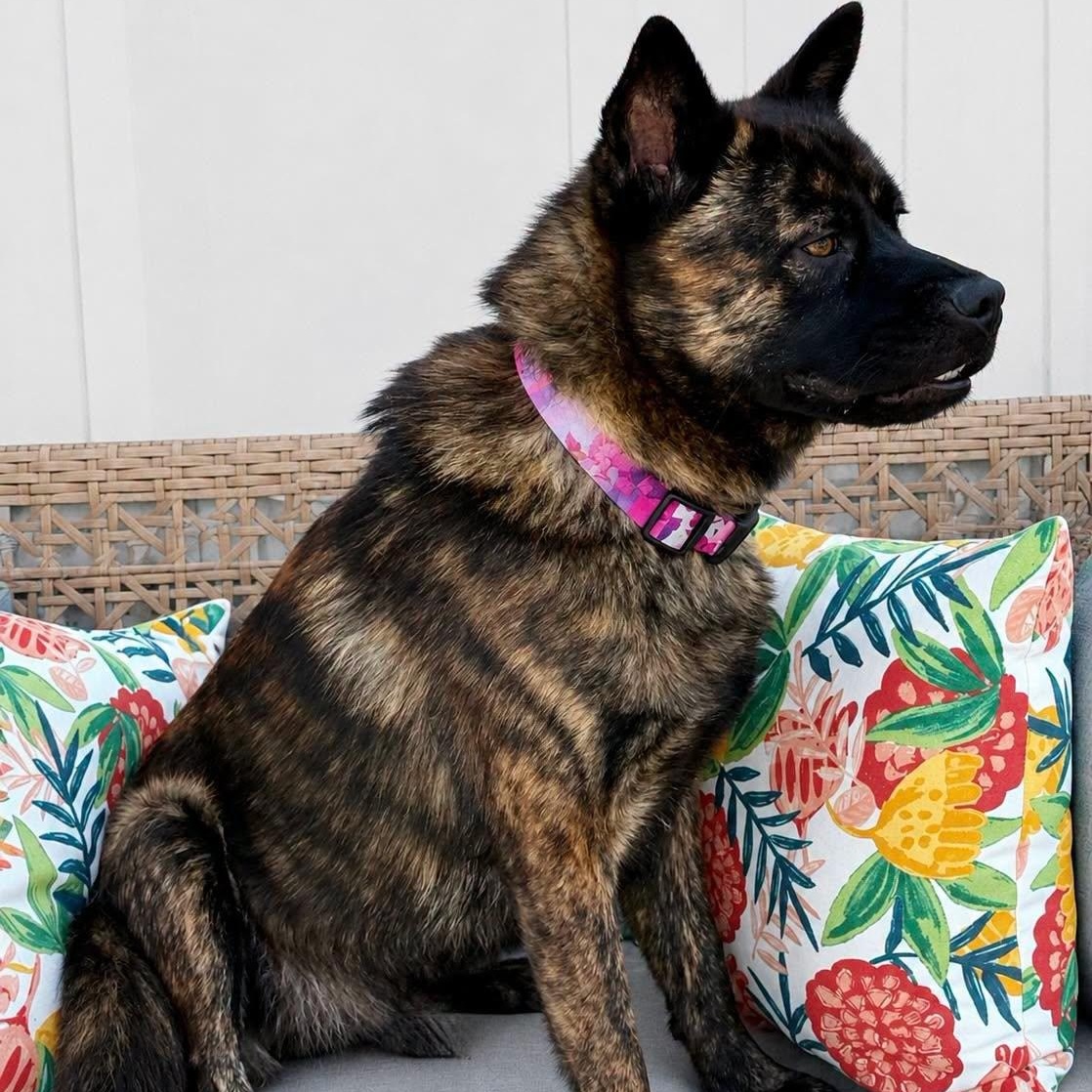 Enlarge Creed, an adopted mixed breed in Effingham, IL image 2/3