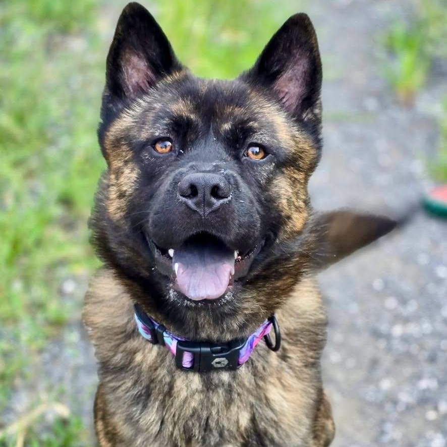 Enlarge Creed, an adopted mixed breed in Effingham, IL image 3/3