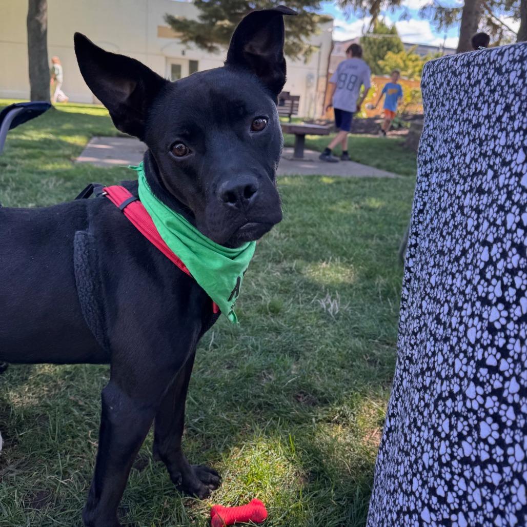 Sonar, Adoptable, Adult Male Mixed Breed.