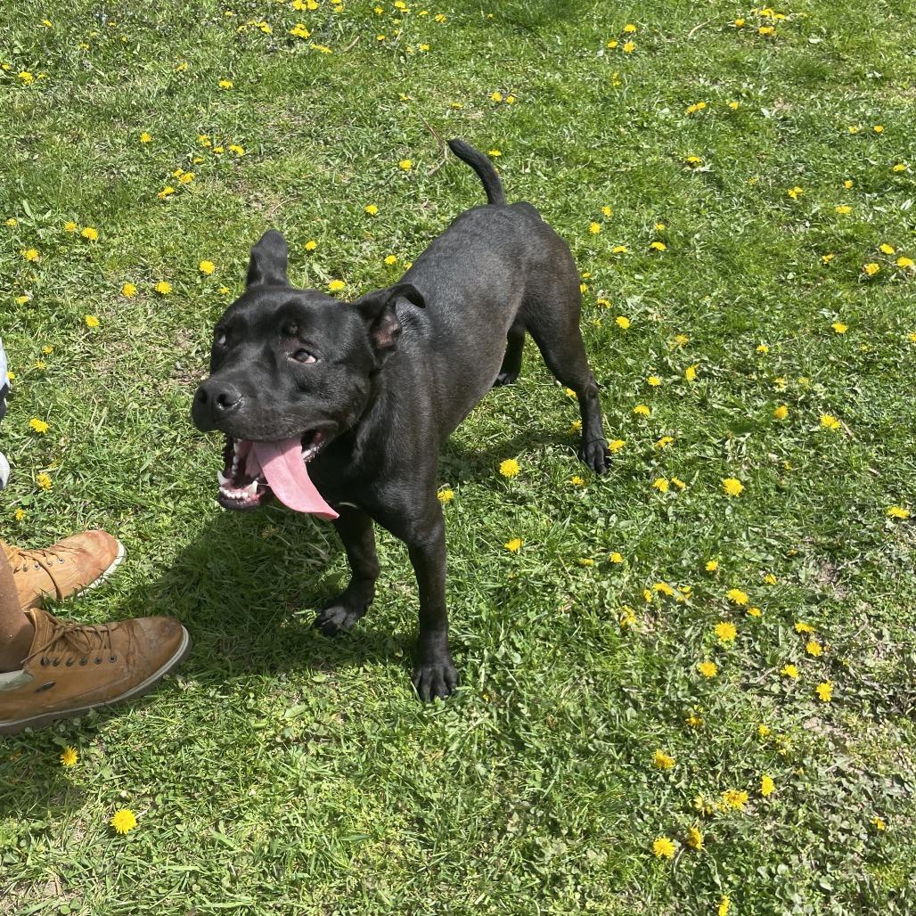 Sonar, Adoptable, Adult Male Mixed Breed.