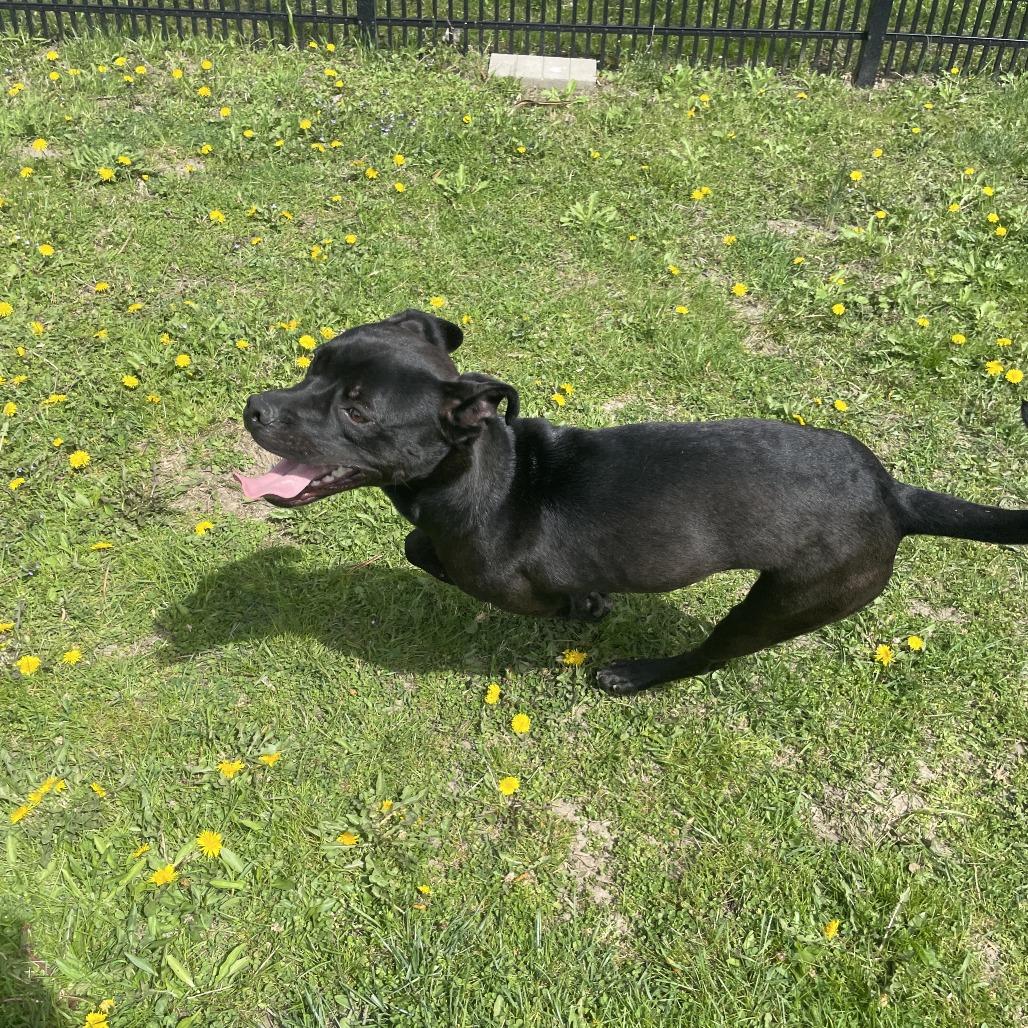 Sonar, a Adoptable Mixed Breed in South Haven, MI image 2/6