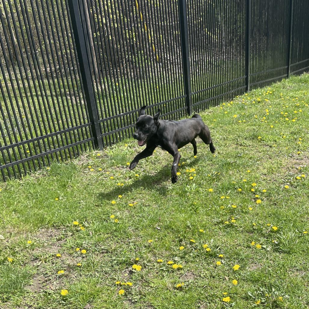 Sonar, a Adoptable Mixed Breed in South Haven, MI image 4/6