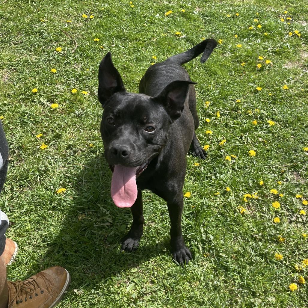 Sonar, a Adoptable Mixed Breed in South Haven, MI image 6/6