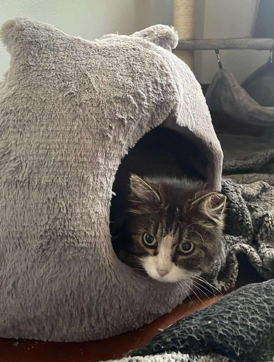 Enlarge Patches, a Adoptable Domestic Medium Hair in Roslindale, MA image 1/5