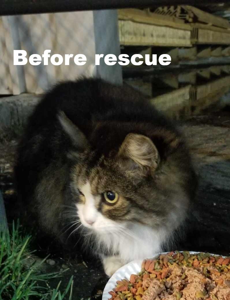 Enlarge Patches, a Adoptable Domestic Medium Hair in Roslindale, MA image 2/5