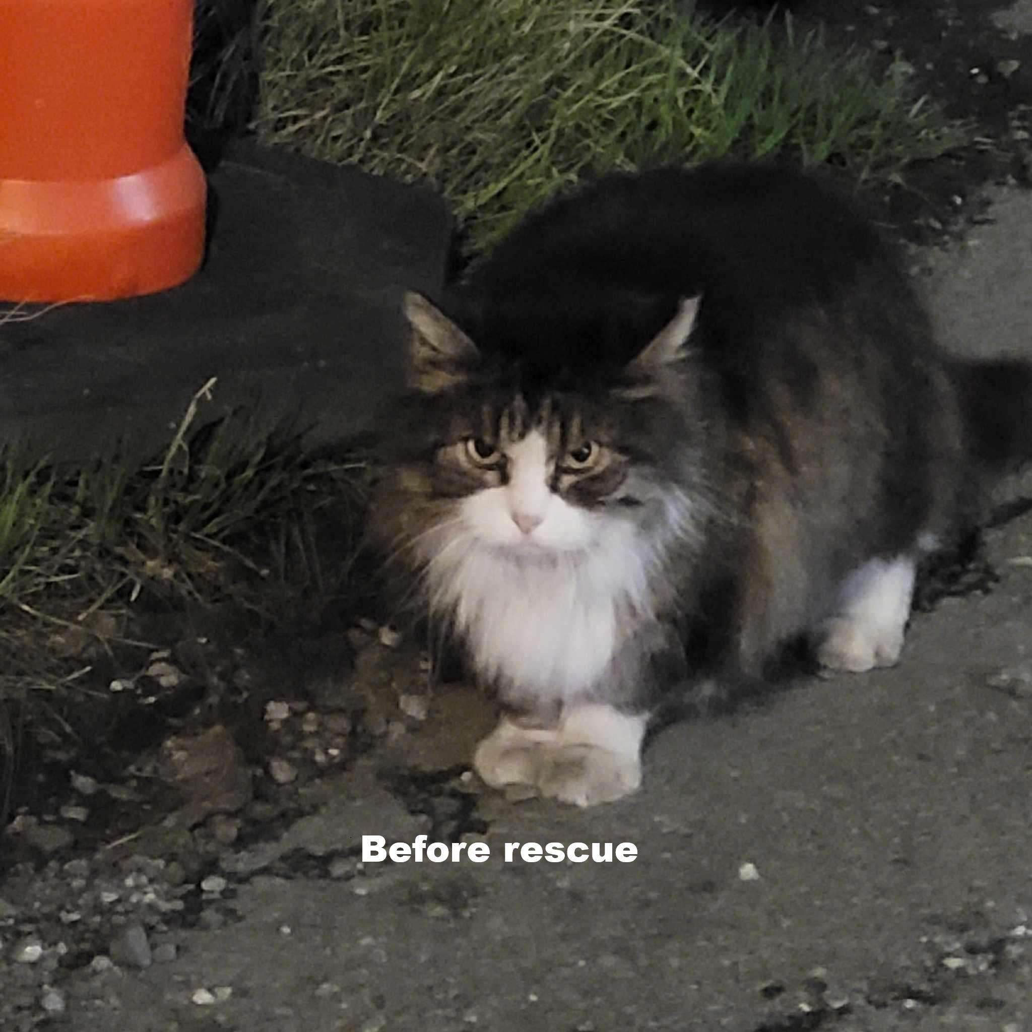 Enlarge Patches, a Adoptable Domestic Medium Hair in Roslindale, MA image 3/5