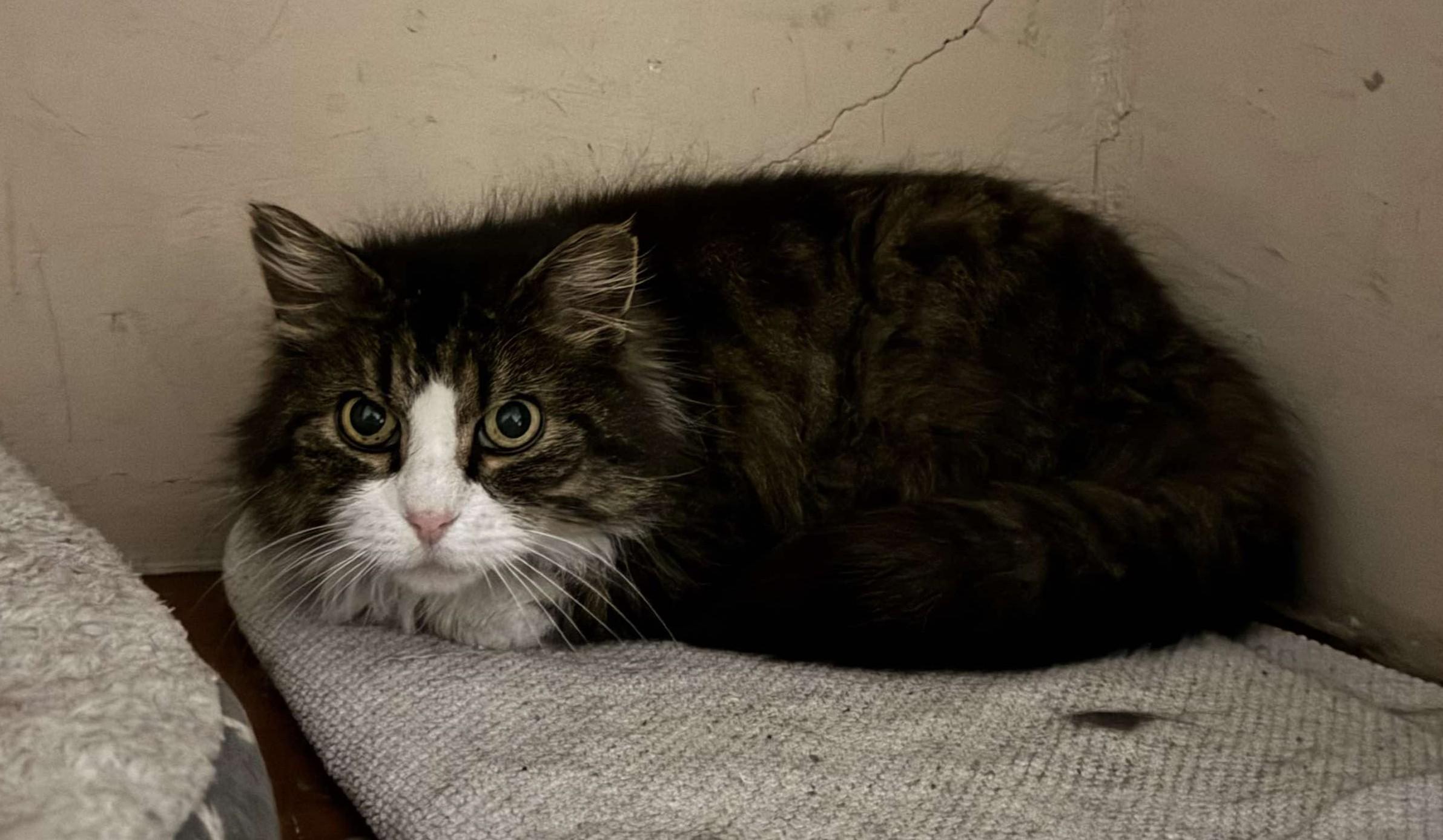 Enlarge Patches, a Adoptable Domestic Medium Hair in Roslindale, MA image 4/5